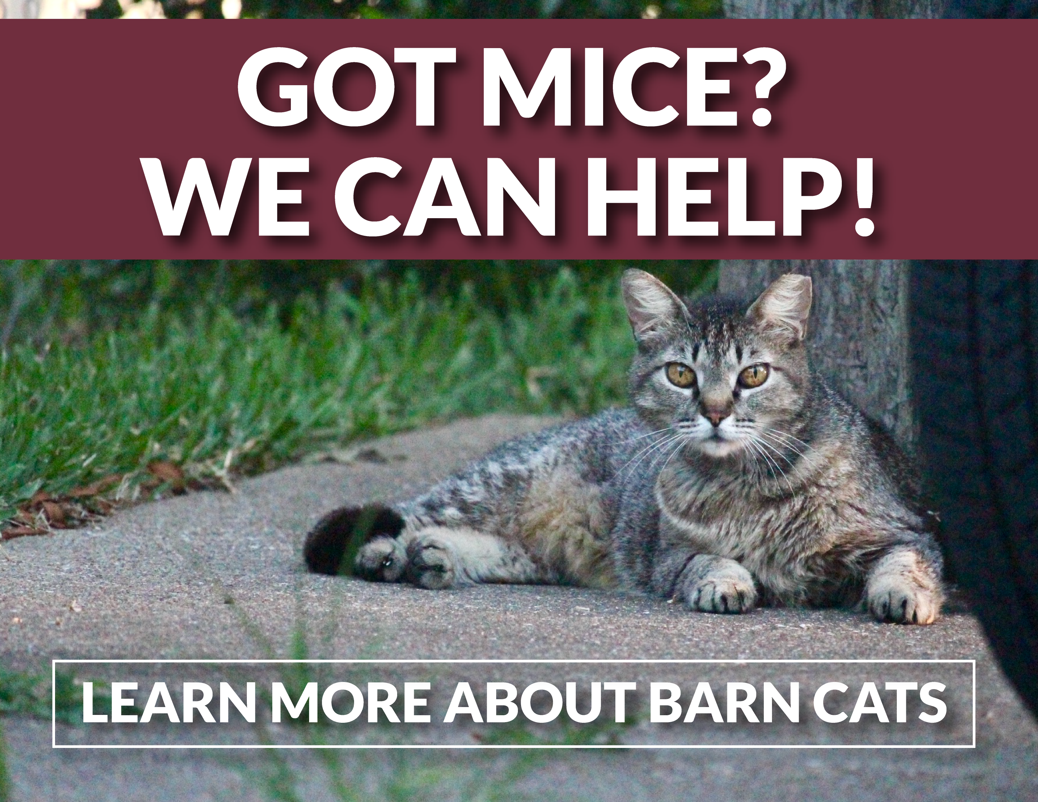 Barn cats - outdoor cat program