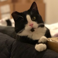 Duke Boris Duke Boris